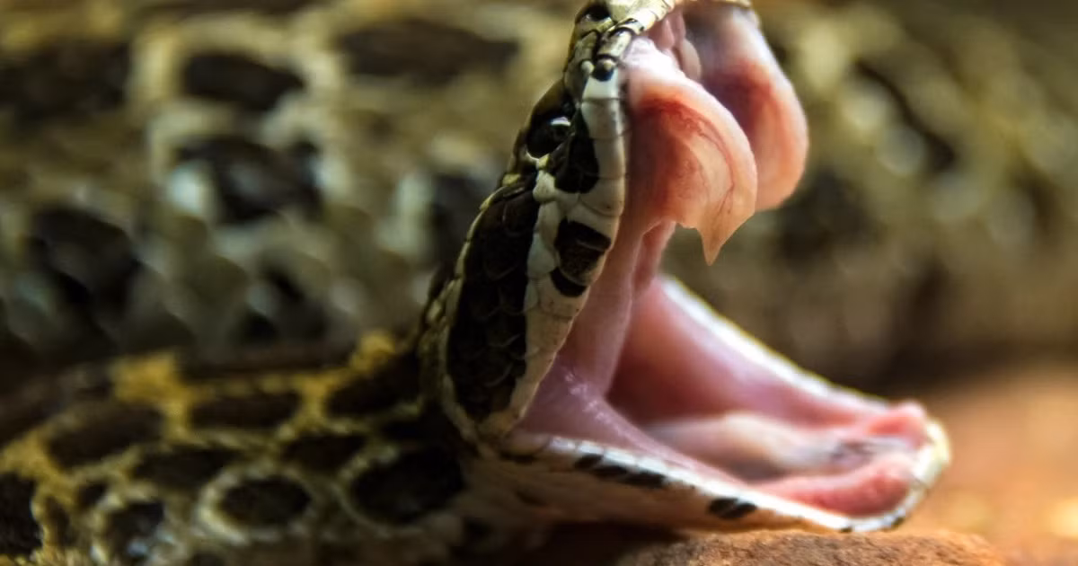 Không giống như một số loài động vật có nanh khác, nanh rắn có khả năng thích nghi cao để hoạt động như một hệ thống phân phối chất độc.