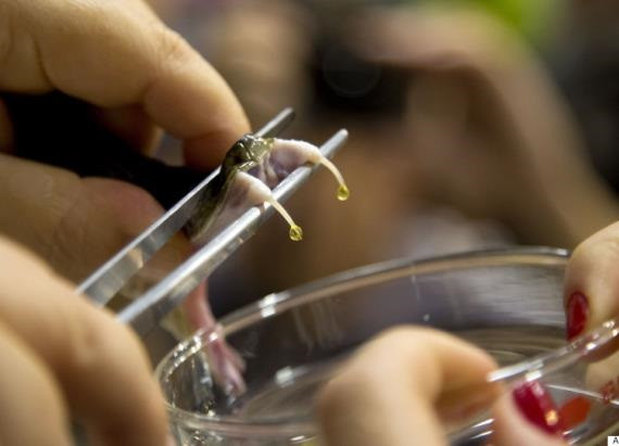 Theo nhóm của Palci, những chiếc răng nanh phát triển từ những rãnh lằn này trên hàm răng, kết quả có được qua việc phân tích hình ảnh vi mô 3D về răng nanh của 19 loài rắn và ba loài thằn lằn, cũng như các phiến thử nghiệm được làm mỏng từ một vài mẫu vật.