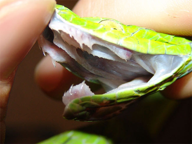 Ví dụ, nhiều động vật có răng nanh khác như chó sói hoặc mèo, chúng sử dụng răng nanh của chúng chỉ để đâm và xé thịt.