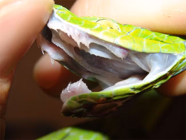 Ví dụ, nhiều động vật có răng nanh khác như chó sói hoặc mèo, chúng sử dụng răng nanh của chúng chỉ để đâm và xé thịt.