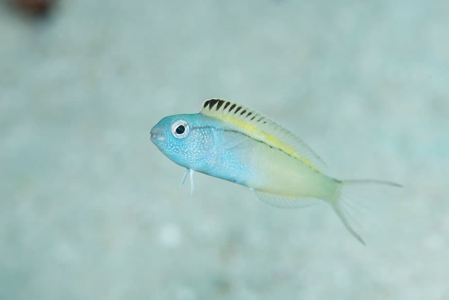 Loài cá nhỏ bé có tên là fang blennies, chúng sử dụng những chiếc nanh của mình để tiêm một loại nọc độc không gây đau đớn làm giảm huyết áp của nạn nhân.