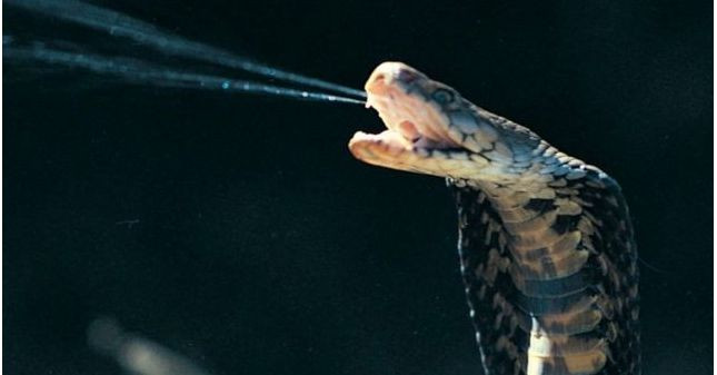 Theo nhóm, những chiếc nanh có nọc độc đầu tiên phát triển dưới dạng rãnh ở chân răng rắn. Các đường rãnh này rất có thể phát triển đầu tiên để giữ cho răng bám chắc vào hàm, vì răng rắn thường có chân răng rất nông, các nhà nghiên cứu nhận thấy.