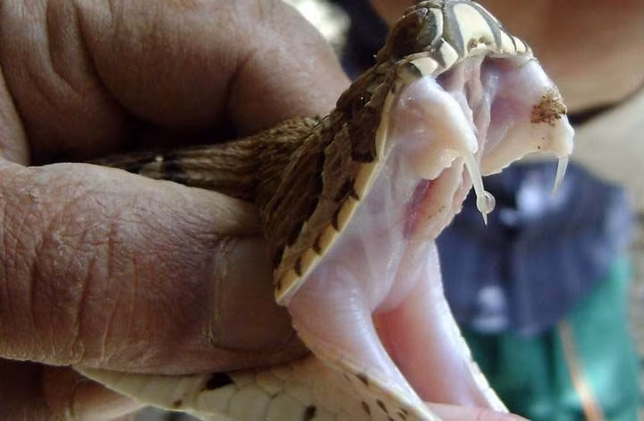 Alessandro Palci, một nhà nghiên cứu tại Đại học Khoa học và Kỹ thuật Flinders ở Úc cho biết, nanh rắn có những rãnh lằn dọc theo hai bên, hoặc những lằn rỗng bên trong răng giúp chúng tiêm nọc độc vào con mồi.