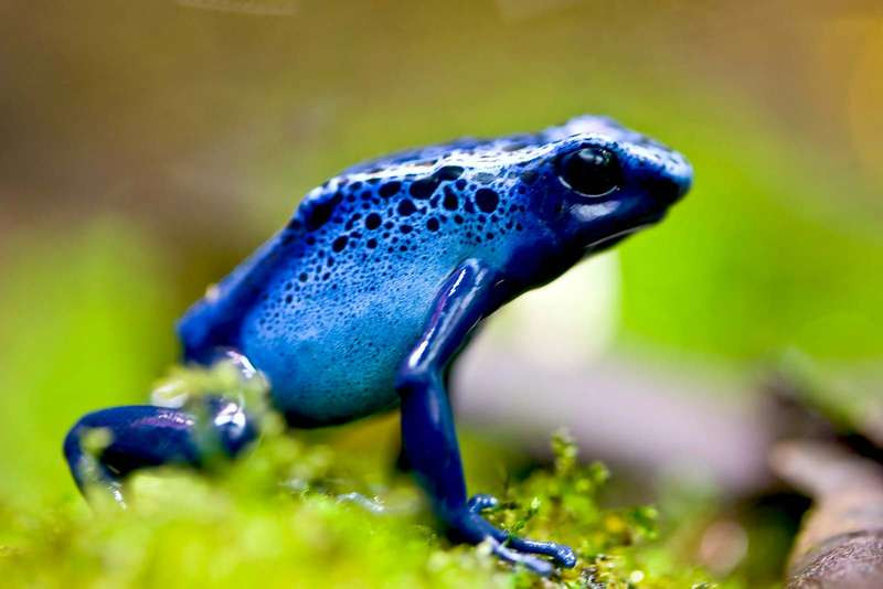 Lấy ví dụ từ một loài ếch độc tên là Dendrobates tinctorius azureus mang một chất độc gọi là epibatidine. Ở đây, chúng đã tự sản sinh bắt chước một chất hóa học truyền tín hiệu có lợi gọi là acetylcholine.