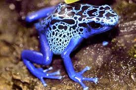 Đây là một loài ếch duy nhất mang đủ chất độc để giết chết 10 người trưởng thành. Nhưng điều thú vị là những con ếch này không phải sinh ra đã có độc, mà chúng hấp thụ hóa chất độc của mình bằng cách ăn côn trùng và động vật chân đốt khác. Nhưng nếu chất độc này gây chết người như vậy, tại sao bản thân chúng lại không chết khi ăn phải?