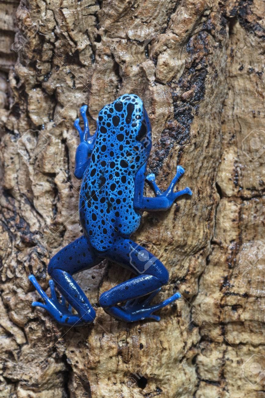 Trong nghiên cứu mới, Adberemane-Ali nghi ngờ rằng những con ếch này rất có thể đang sử dụng chiến lược cô lập để tránh nhiễm độc tự động, bằng cách sử dụng một thứ mà ông gọi là "miếng bọt biển protein".