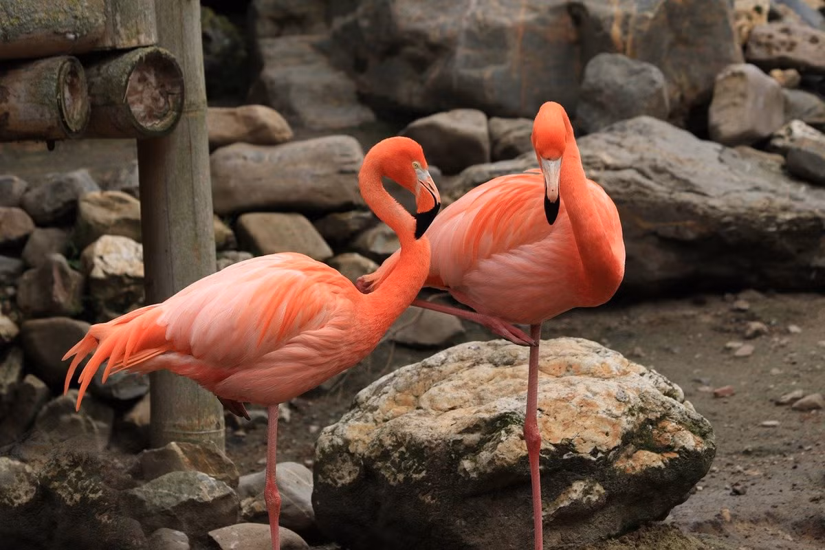 Ngay cả lòng đỏ trứng chim hồng hạc cũng có màu hồng, và một số nhà nghiên cứu tin rằng da của chúng cũng bị nhuộm màu.