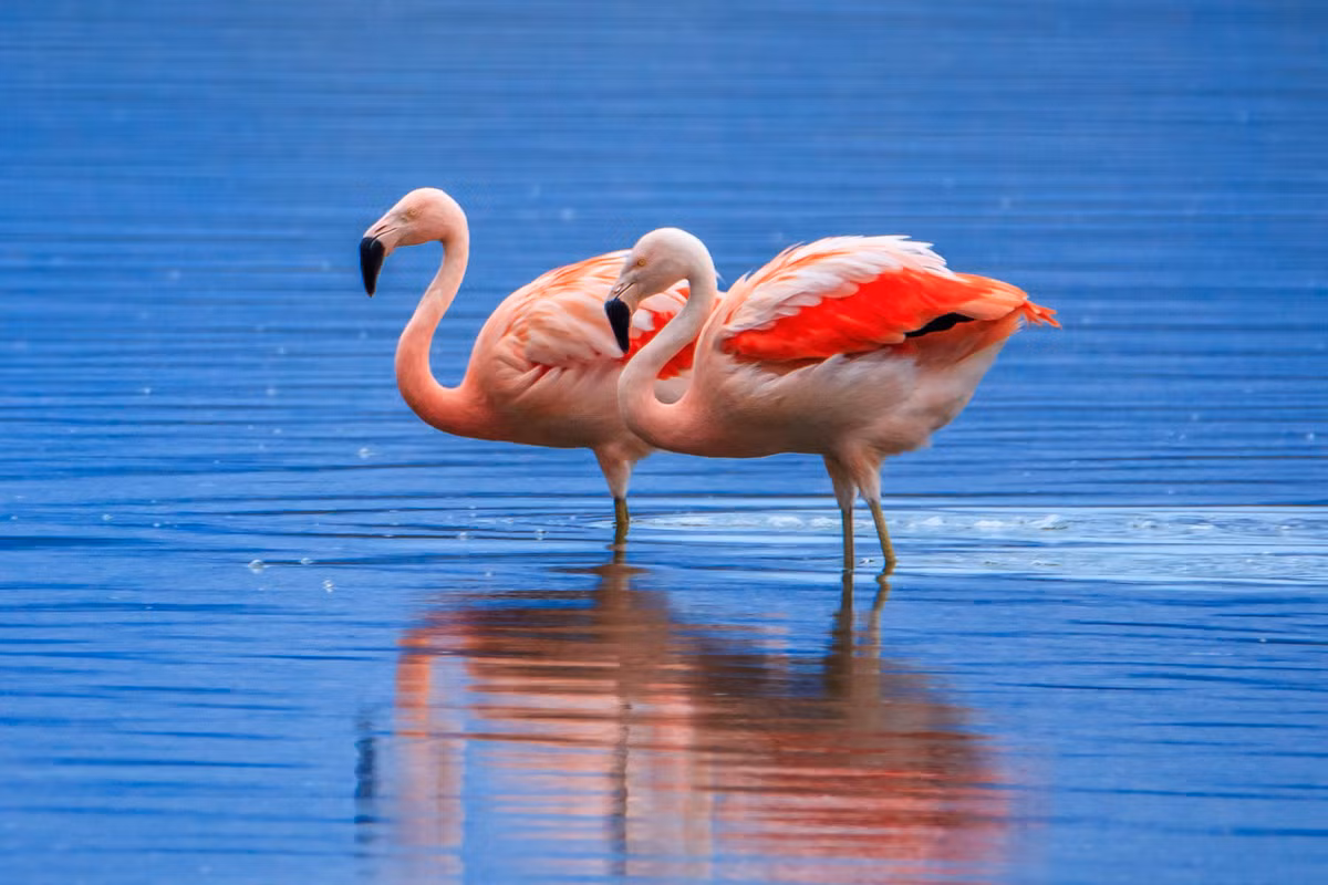 Chim hồng hạc trong tự nhiên ăn tảo xanh lam và tôm nước mặn, cả hai đều chứa một chất hóa học gọi là canthaxanthin - trong khi ở các vườn thú, hóa chất này được thêm vào thức ăn cho chim.