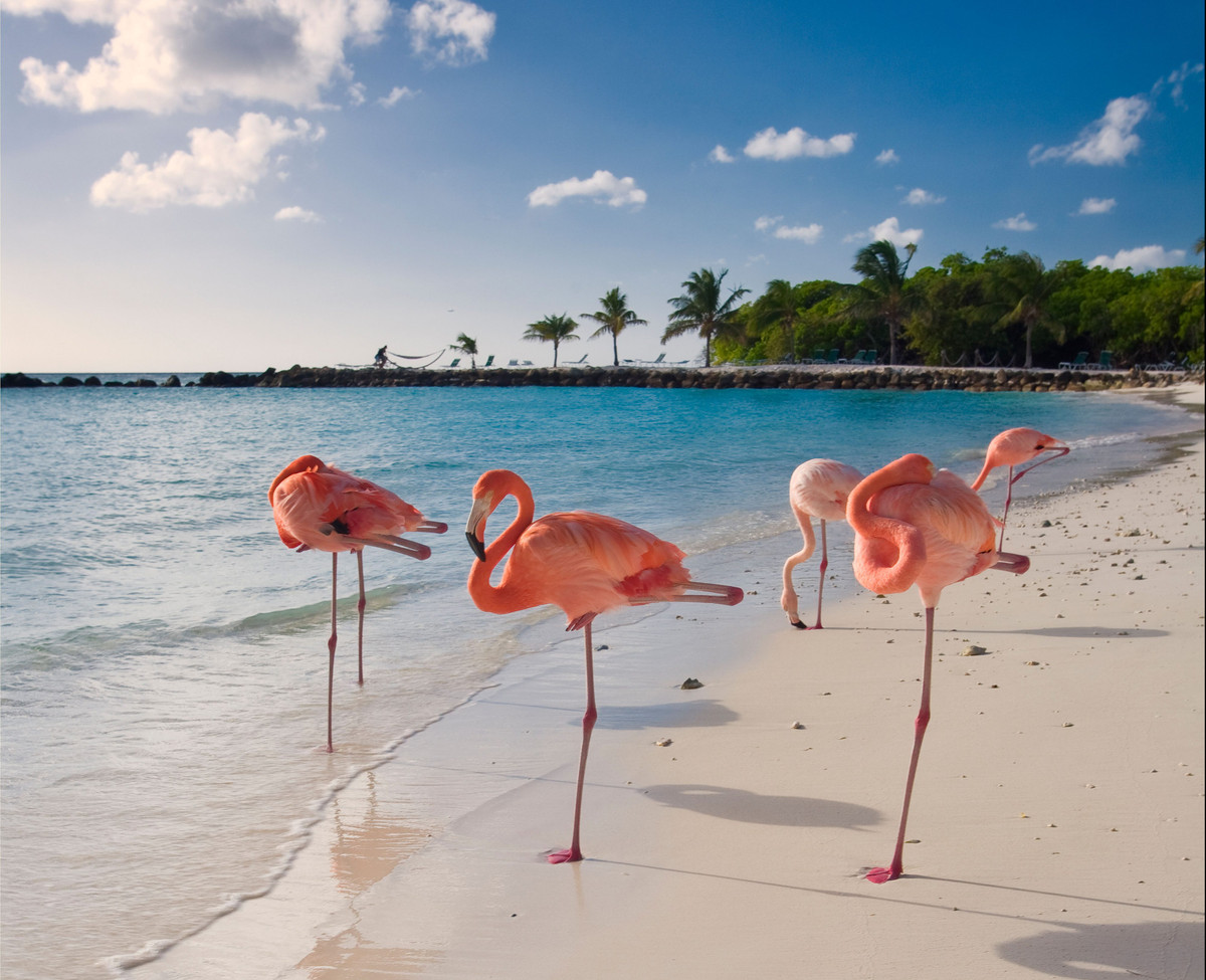 Mặc dù được biết đến với bộ lông màu hồng phấn, hồng hạc không phải lúc nào cũng có màu hồng - trên thực tế, chúng sinh ra có màu xám và dần dần chuyển sang màu hồng do chế độ ăn uống của chúng.