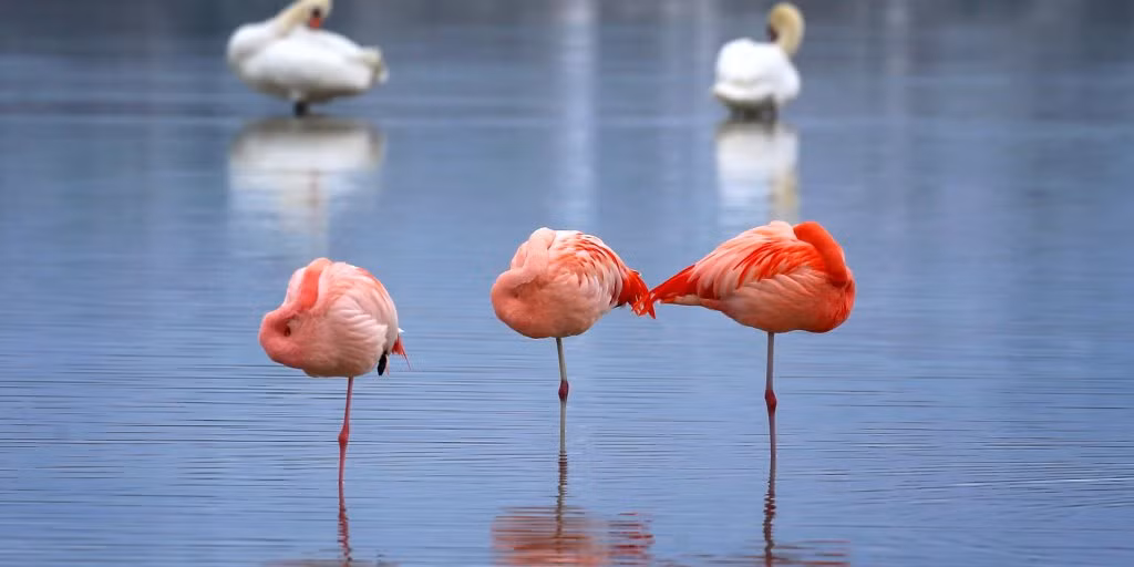 Điều này cũng có nghĩa là chúng sẽ có đủ năng lượng để di chuyển nhanh hơn để thoát khỏi những kẻ săn mồi, mặc dù chúng vẫn có thể chạy trốn nhanh hơn khi đứng bằng cả hai chân.