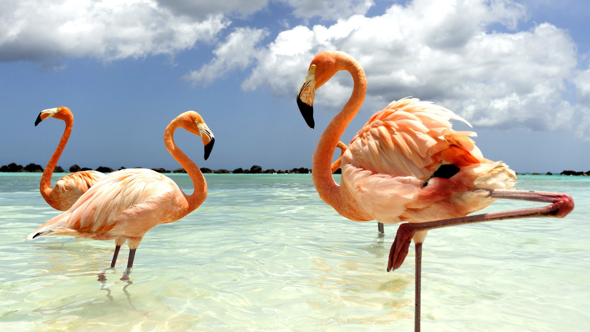 Ngoài vẻ ngoài tuyệt đẹp, chúng còn được biết đến với đôi chân rất dài và gầy, và không có gì lạ khi chúng chỉ đứng trên một chiếc chân trong số đó, tư thế mà chúng có thể áp dụng trong vài giờ một ngày, ngay cả khi chúng đang ngủ. Nhưng tại sao hồng hạc chỉ đứng bằng một chân?