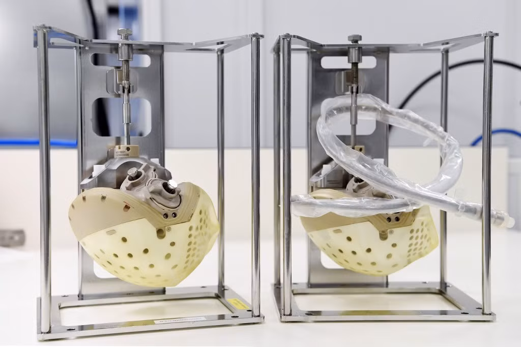 Nó có trọng lượng 900gr (quả tim người nặng 300gr) nhưng không gây trở ngại cho người được ghép. Tim có 2 tâm thất và 4 van tim.