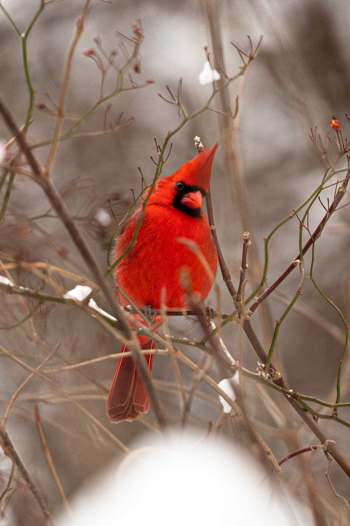 Chim hồng y giáo chủ là tên gọi khác của chào mào lửa - một trong những loài chim đẹp lộng lẫy nhất thế giới xuất hiện trong khung cảnh "mùa đông đô thị xám xịt và đầy buồn tẻ".