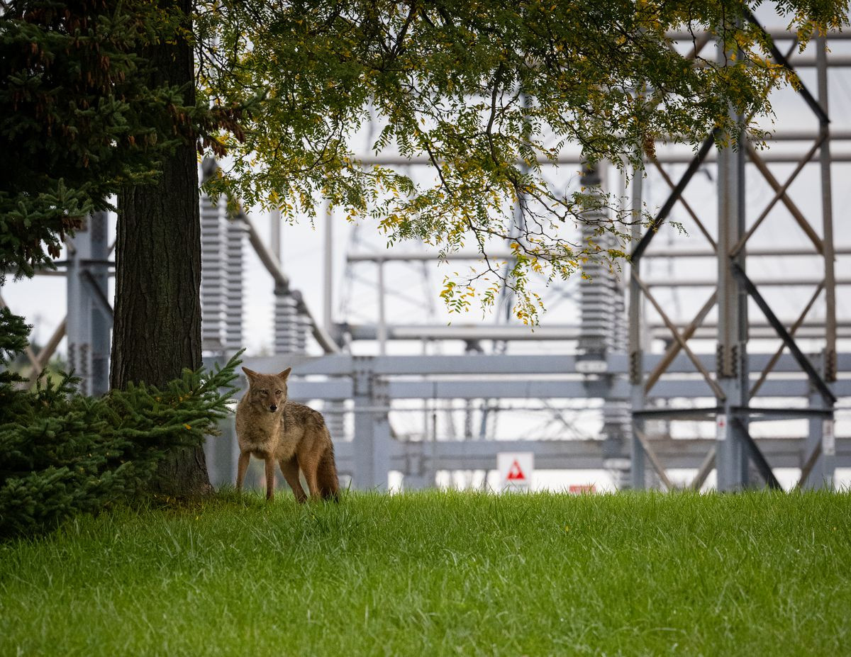 Theo quan điểm của ông Budziak, sói đồng cỏ là vua của các loài động vật hoang dã đô thị. "Chúng đã thích nghi với việc sống bên cạnh con người rất tốt. Chúng cực kỳ thông minh. Cho đến nay, chó sói đồng cỏ là loài động vật yêu thích của tôi để chụp ảnh”, anh nói với trang 9News.com.au.
