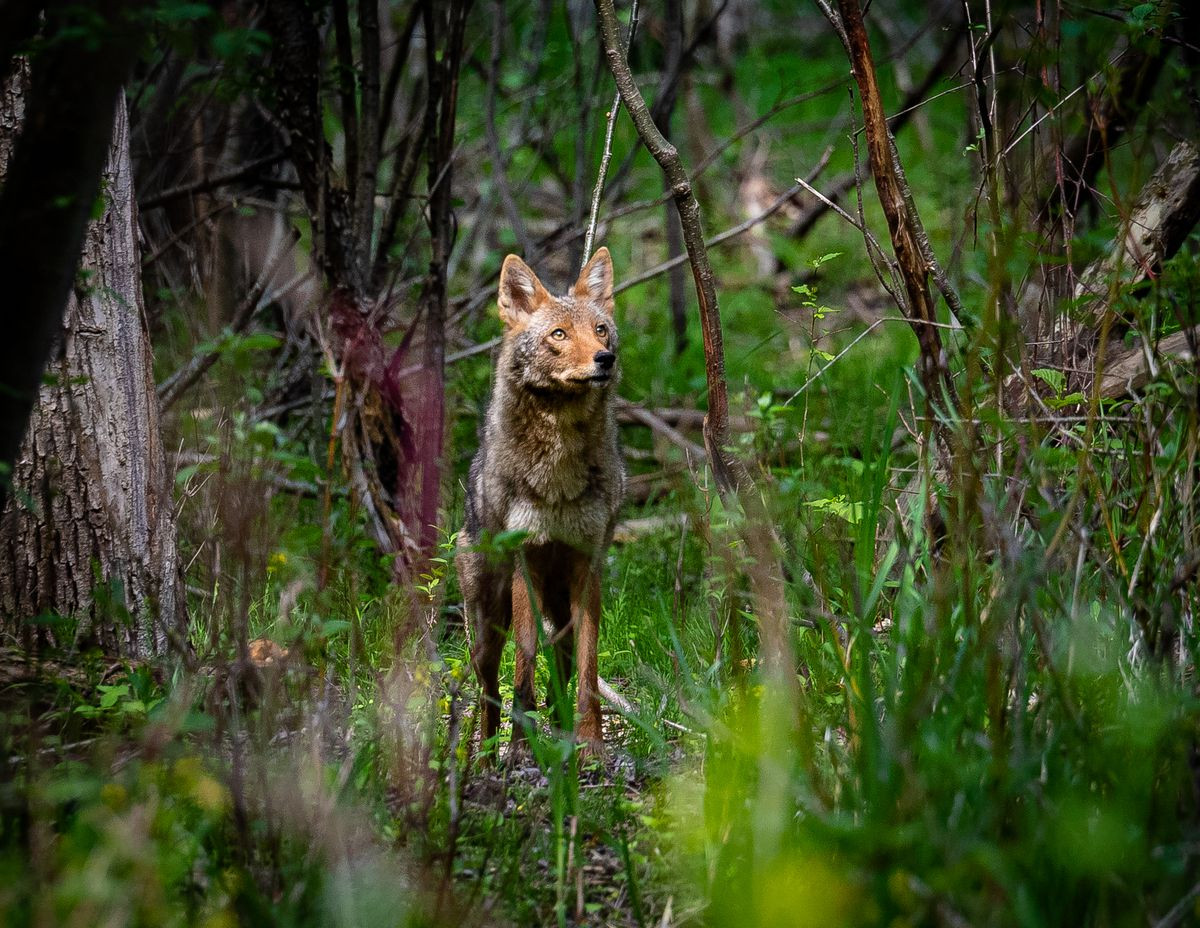 Khoảnh khắc với một con sói đồng cỏ là một khoảnh khắc ngắn ngủi nhưng đáng nhớ đối với Budziak. "Con chó sói này thật tuyệt. Tôi muốn chứng tỏ những con vật này có thể đẹp như thế nào, vì vậy tôi rất vui khi con chó sói này dừng lại, hít không khí và dường như trân trọng khoảnh khắc này nhiều như tôi đã làm", anh nói.