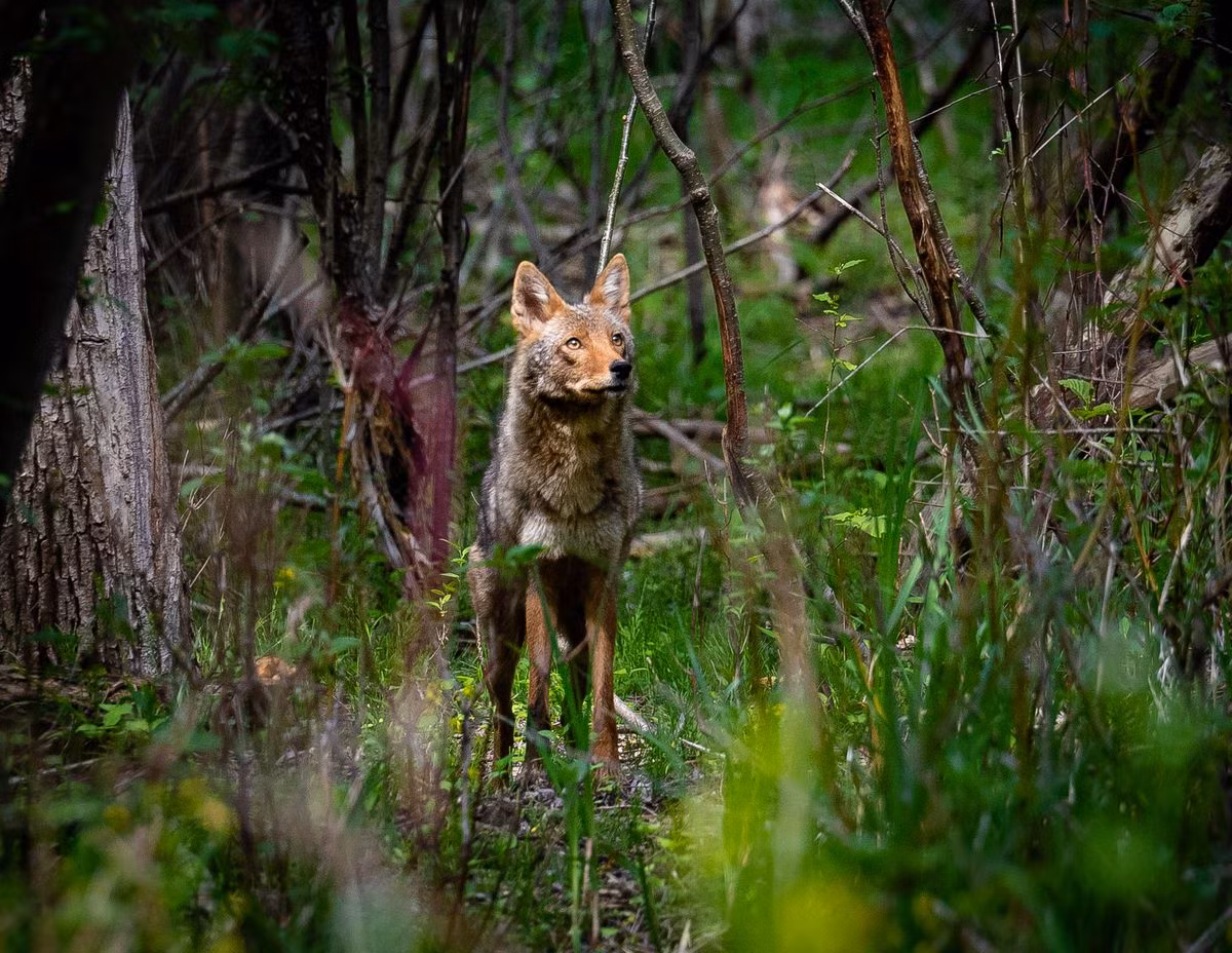 Khoảnh khắc với một con sói đồng cỏ là một khoảnh khắc ngắn ngủi nhưng đáng nhớ đối với Budziak. "Con chó sói này thật tuyệt. Tôi muốn chứng tỏ những con vật này có thể đẹp như thế nào, vì vậy tôi rất vui khi con chó sói này dừng lại, hít không khí và dường như trân trọng khoảnh khắc này nhiều như tôi đã làm", anh nói.