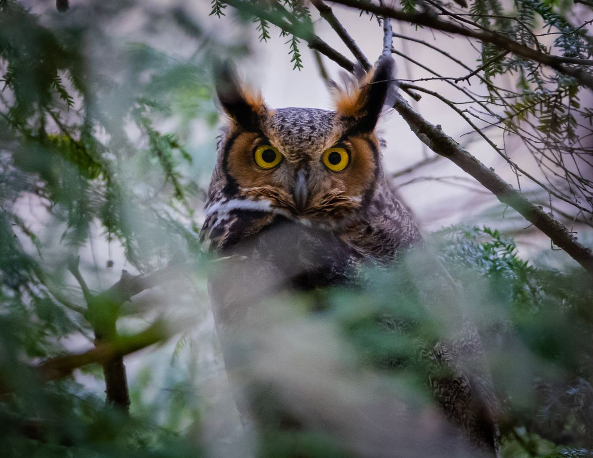 Cú có thể cực kỳ nhút nhát và khó tìm, đặc biệt là ở các thành phố. Vì vậy, đối với ông Budziak: "Thật là một ngày tốt lành khi tôi được chụp ảnh những con cú thành thị”.