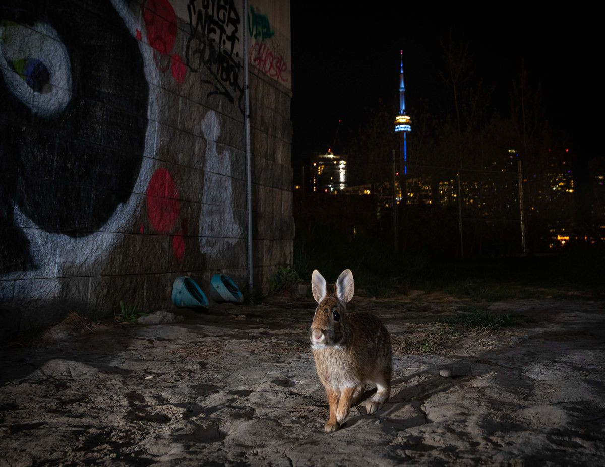 Trong khi dò tìm đường hầm này, Budziak phát hiện "một lũ chồn hôi". Nhưng sau đó anh ấy đã rất ngạc nhiên khi chú thỏ này xuất hiện để chụp cận cảnh. "Tôi không hề mong đợi một con thỏ", anh nói. "Khi con thỏ chui qua chiếc bẫy camera ban đêm này, tôi đã rất vui mừng với kết quả”.