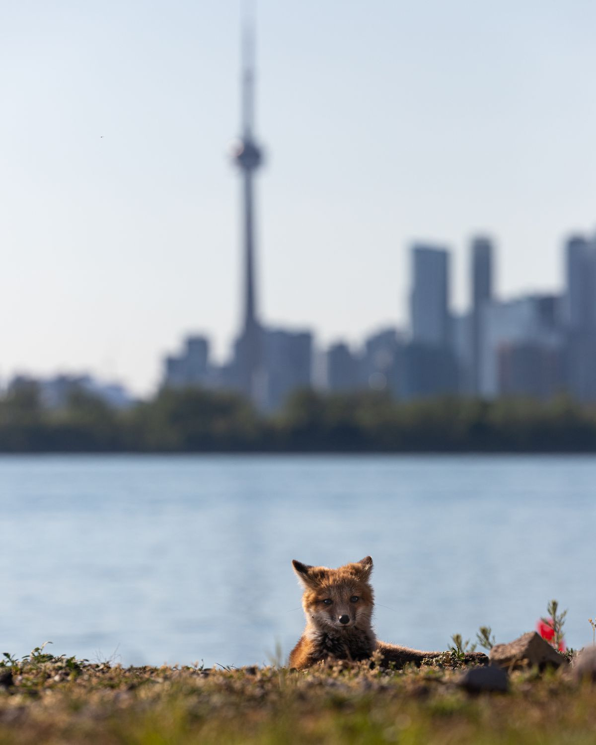 Nhiếp ảnh gia Budziak cho biết một bức ảnh như thế này với một con cáo non là một điều hiếm thấy. "Vì động vật hoang dã ở đô thị dành quá nhiều thời gian để trốn tránh mọi người, nên không mấy khi tôi chụp được cảnh như thế này", anh giải thích. "Con cáo này đang ngồi phơi nắng, trước khung cảnh thành phố tuyệt vời.