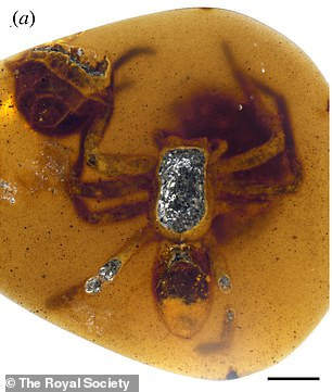 Selden nói với Live Science: “Con cái đang giữ một túi chứa những con nhện nhỏ đã nở bên trong một hốc cây. Các khối hổ phách thậm chí còn lưu giữ sợi tơ quấn các túi nhện con lại với nhau", Selden lưu ý. Ba mẫu vật còn là khối hổ phách của một nhện mẹ khác với cái túi chứa 24 nhện con đã nở, một con khác với túi chứa 26 con và một con thứ ba với túi chứa 34 con non, cũng như kèm một vài sợi tơ nhện. 