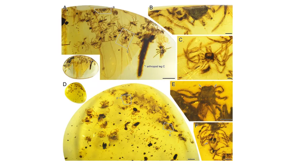  Lagonomegopidae là một loài nhện mắt to hiện đã tuyệt chủng. Và những bằng chứng hổ phách quan trọng mới đã tiết lộ đặc tính chăm sóc con non đặc biệt có ở loài động vật cổ đại này. Ảnh: Hình ảnh những con nhện con chết sau khi mắc kẹt trong nhựa cây khoảng 99 triệu năm trước ở Myanmar. Ảnh: @Xiangbo Guo, Paul Selden và Dong Ren. 