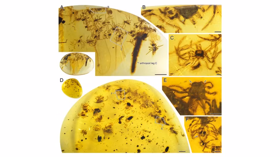  Lagonomegopidae là một loài nhện mắt to hiện đã tuyệt chủng. Và những bằng chứng hổ phách quan trọng mới đã tiết lộ đặc tính chăm sóc con non đặc biệt có ở loài động vật cổ đại này. Ảnh: Hình ảnh những con nhện con chết sau khi mắc kẹt trong nhựa cây khoảng 99 triệu năm trước ở Myanmar. Ảnh: @Xiangbo Guo, Paul Selden và Dong Ren. 