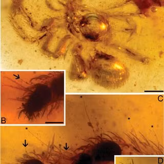 Các nhà nghiên cứu cho biết, bằng chứng này cho thấy rằng những con non ở lại với mẹ của chúng trong tổ sau khi nở, thay vì phân tán tách rời ngay lập tức, các nhà nghiên cứu cho biết. Tuy nhiên, những con nhện này đã gặp phải kết cục nhớp nháp khi chúng bị mắc kẹt trong nhựa cây, cuối cùng cứng lại trở thành hổ phách.