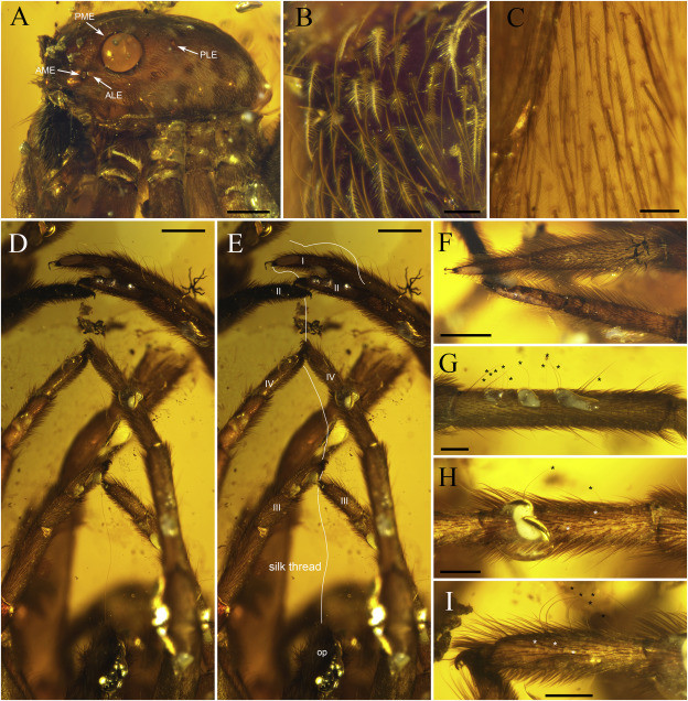 Các nhà nghiên cứu cho biết loại nhựa đó cứng lại, nhốt những con nhện đó lại trong bốn khối hổ phách được khai thác gần đây ở Tanai, một ngôi làng ở phía bắc Myanmar, và hiện đây được coi là bằng chứng lâu đời nhất về cách chăm sóc đặc biệt của loài nhện mẹ này, nhà nghiên cứu Paul Selden, một giáo sư về Khoa Địa chất tại Đại học Kansas nói với trang Live Science. 