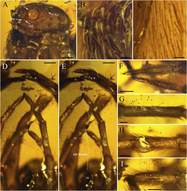Các nhà nghiên cứu cho biết loại nhựa đó cứng lại, nhốt những con nhện đó lại trong bốn khối hổ phách được khai thác gần đây ở Tanai, một ngôi làng ở phía bắc Myanmar, và hiện đây được coi là bằng chứng lâu đời nhất về cách chăm sóc đặc biệt của loài nhện mẹ này, nhà nghiên cứu Paul Selden, một giáo sư về Khoa Địa chất tại Đại học Kansas nói với trang Live Science. 
