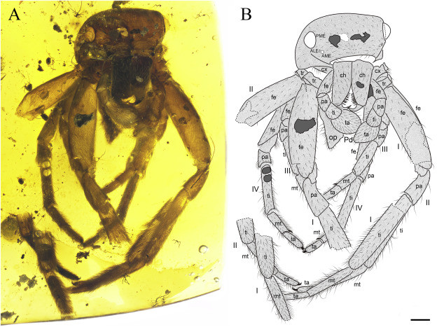 Khi phân tích, trong số bốn khối hổ phách được phát hiện, đặc biệt nhất có một khối chứa một con nhện cái lớn với một phần túi nhện con bên dưới, Selden nói. Các phần phụ trên khuôn mặt, chân không có gai và hay "lông cảm ứng" của con nhện này hiện qua khối hổ phách cho thấy rằng, nó là một thành viên của họ Lagonomegopidae, một nhóm nhện hiện đã tuyệt chủng sống ở Bắc bán cầu trong Kỷ Phấn trắng. Selden nói rằng, cách bảo vệ của loài nhện mẹ này đối với nhện con của mình là một cách chăm sóc rất đặc biệt. 