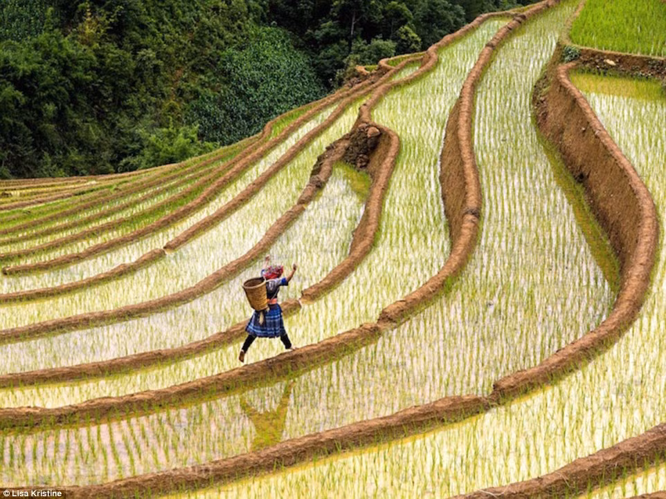 Trong ảnh là một người phụ nữ dân tộc Việt Nam đi giữa những thửa ruộng bậc thang trồng lúa.