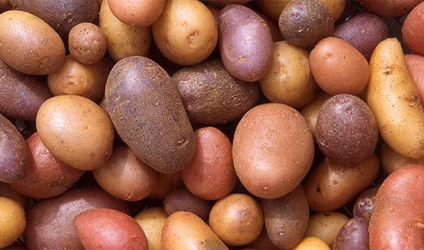 Nạn đói khoai tây Ireland trong khoảng thời gian từ năm 1845 đến 1852 đã khiến 1 triệu người thiệt mạng.