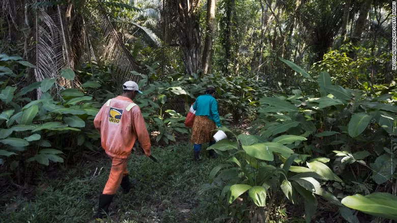 Rừng mưa Amazon có khoảng 390 tỷ cây, chiếm một nửa trong tổng số rừng mưa còn lại trên thế giới.