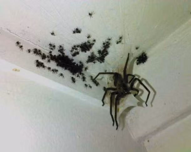 Một tổ nhện trên trần nhà.