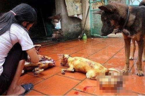 Chuyện giết, ăn thịt chó ở Việt Nam từ lâu đã là một đề tài tranh cãi, bình luận chưa có hồi kết. Người ăn thịt chó thì cho rằng đây là một món ăn ngon, mang đậm bản sắc, một thú vui duy trì từ lâu đời và sẽ rất đáng tiếc cho ai chưa từng trải nghiệm...