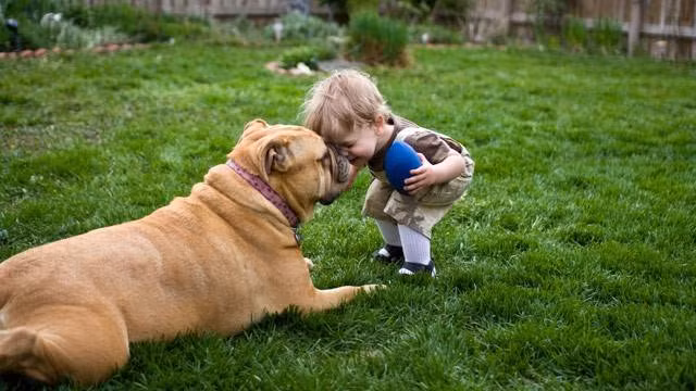 Những người quý mến, muốn bảo vệ những chú chó dù biết hành động và tiếng nói của mình rất bé nhỏ, không thể thay đổi cả một thói quen lớn, nhưng vẫn cố gắng giúp cho những người xung quanh hiểu "Chó là bạn, không phải thức ăn".