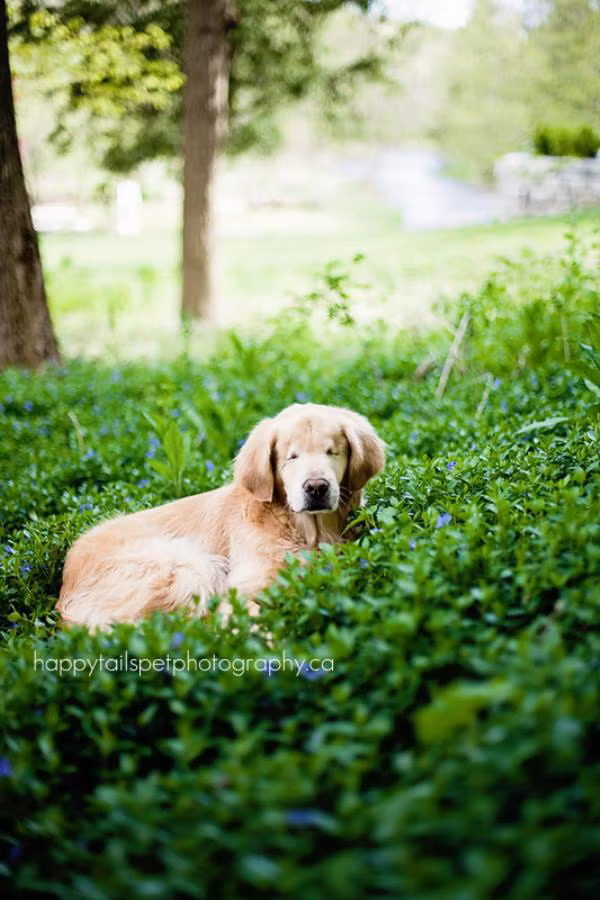 Giống như Smiley đã vượt qua sự khó khăn do thiếu đi một phần cơ thể để tiếp tục cuộc sống tươi đẹp, những người khuyết tật cũng muốn được giống như chú chó, lạc quan và thật yêu đời.