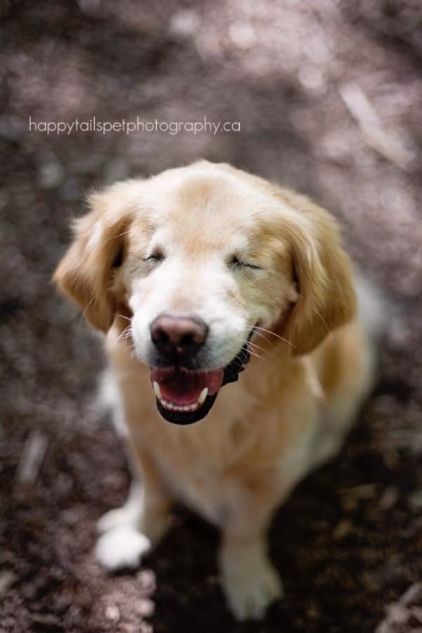 Được biết Smiley còn là một chú chó rất có ích và được chứng nhận là một chú chó trị liệu. Smiley rất thích gần gũi với con người, trở thành bạn của rất nhiều người khuyết tật, thiểu năng, trẻ tự kỷ...