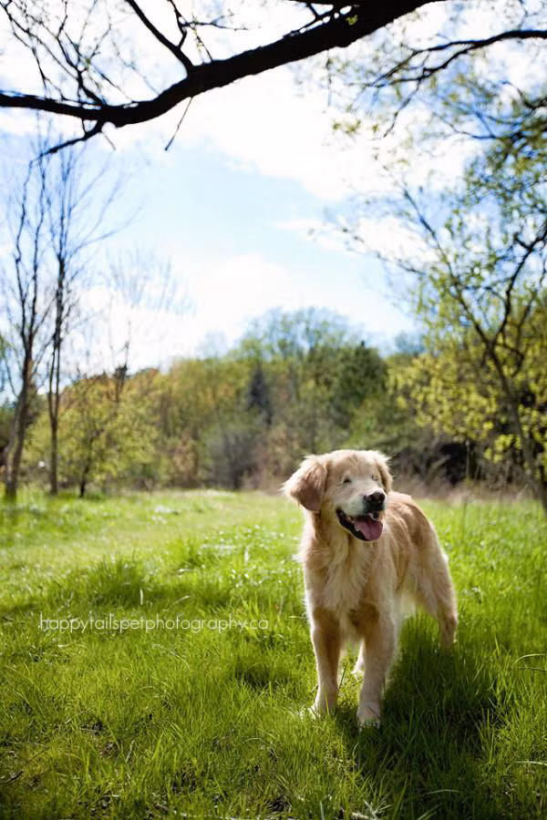 Có Smiley làm bạn, hàng ngày quấn quít, nhiều đứa trẻ tự kỷ đã tìm lại được nụ cười, cuộc sống vui vẻ của mình. Với những người khuyết tật, cách mà Smiley gần gũi với họ, theo lời người chủ Joanne thì nó giống như là họ đang chia sẻ tâm tư, cuộc sống với nhau.