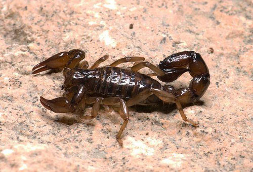 Được ghi nhận ít nhất một lần trong lịch sử, một quả bom chứa đầy bọ cạp chết người đã được sử dụng trong chiến tranh. Nạn nhân không ai khác là Roman General Trajan. Khi Trajan bao vây thành phố Hatra (ngày nay là Iraq) ông đã phải chịu một thiệt hại mang tính quyết định trong sự nghiệp của mình.