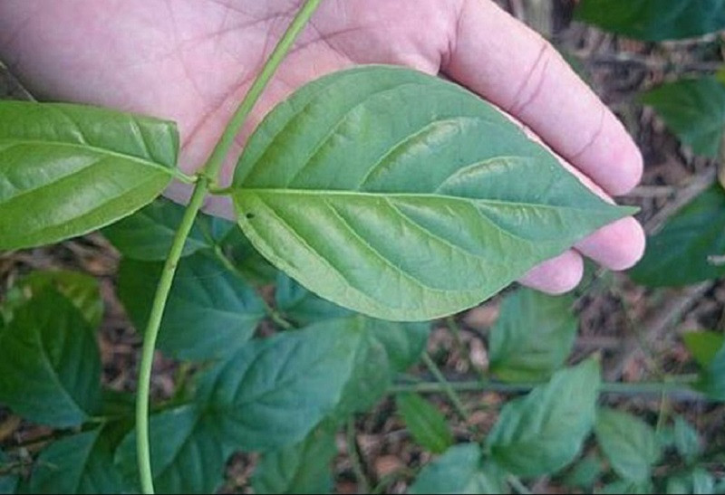 Sáng 13/4, thấy gia đình ông S đi làm, Phin lấy túi ni lông đựng lá ngón rồi ra khỏi nhà. Đi qua con suối, Phin dùng tay vò túi ni lông để lá ngón bên trong nát ra. Sau đó, đối tượng hứng nước suốt vào đến khi thấy nước chuyển sang màu xanh nhạt. Tại nhà ông S, thấy hai bát canh để trên thùng gỗ, Phin đổ nước lá ngón lên rồi đi về nhà mình. (Ảnh minh họa, nguồn internet)