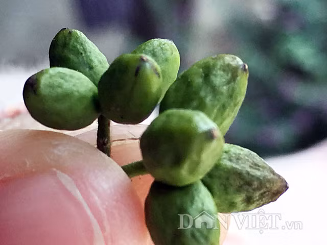 Vao rung lung trai dang kiem gan nua trieu moi ngay