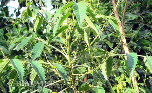 Vao rung lung trai dang kiem gan nua trieu moi ngay-Hinh-2