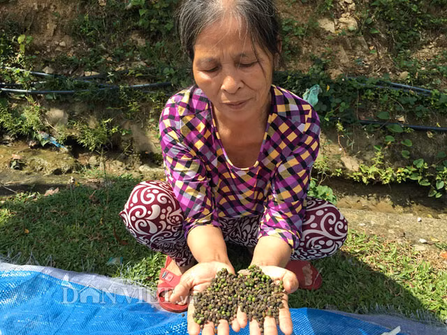 Vao rung lung trai dang kiem gan nua trieu moi ngay-Hinh-3