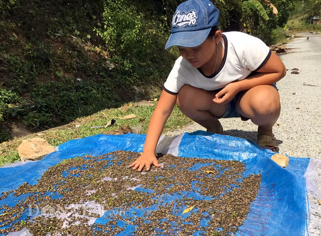 Vao rung lung trai dang kiem gan nua trieu moi ngay-Hinh-4