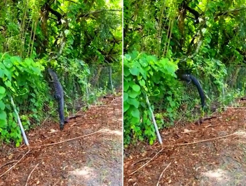 (Ảnh cắt từ clip).