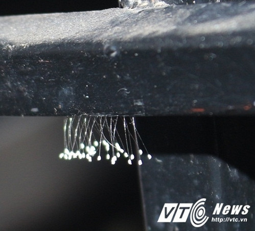 Loai hoa 3.000 nam moi no mot lan xuat hien tai Hue