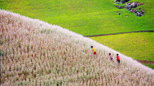 Si Mai Ca nổi tiếng với hoa tam giác mạch. Cánh đồng hoa tam giác mạch nằm ở xã Lử Thần, huyện Si Mai Cai cách trung tâm thành phố Lào Cai khoảng 80km. Đây là một trong những cánh đồng hoa đẹp và lớn nhất ở vùng rẻo cao Tây Bắc.