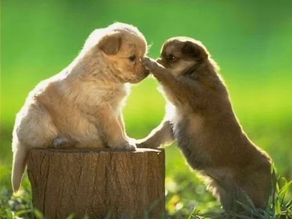 Tuổi Tuất: Tháng 4 dương lịch, những người cầm tinh con chó có cơ hội lớn hô mưa gọi gió tự mình làm nên sự nghiệp lớn vẻ vang cho chính mình. Trong thời gian này, những người tuổi Tuất đang làm ăn kinh doanh sẽ dễ dàng trở thành đại gia có số má.