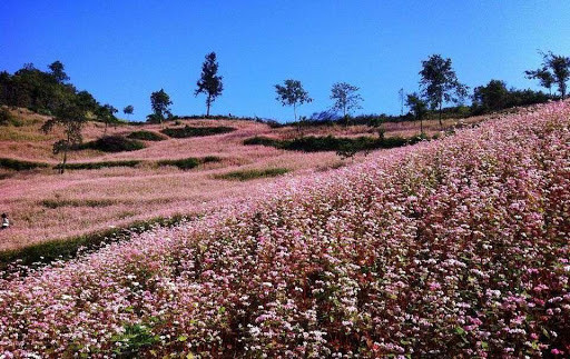 Lử Thần hiện có khoảng trên 4ha hoa tam giác mạch. Những ruộng hoa được trồng tràn cả vào nương, đồi và phải mất hàng giờ mới khám phá hết.